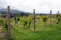 Vines, north Wales. Late summer, ripening grapes.