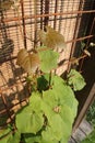 Vines growing on rusty frame Royalty Free Stock Photo