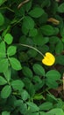 Vines that have yellow frowers and green leaves and whorled leaves live on creeping roots Royalty Free Stock Photo