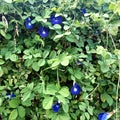 Vines and herbs are usually called teleng flowers or clitoria ternatea Royalty Free Stock Photo