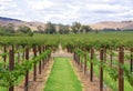 Vines & Hills Royalty Free Stock Photo