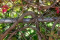 Vines intertwine in a metal fence