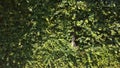 vines invade the wall of the house