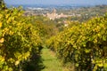 Rows of vine lambrusco autumn colors wine festival of grape Royalty Free Stock Photo