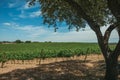 Vines and leafy tree in a vineyard near Estremoz