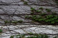 Boston-ivy or Parthenocissus tricuspidata Royalty Free Stock Photo