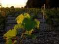 Vines leaves in the vineyard in fall season in evening