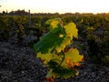 Vines leaves in the vineyard in fall season during golden hour in rural area, France