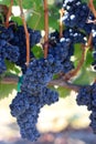 Vines loaded with syrah grapes Royalty Free Stock Photo