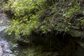 Vines on mossy rock