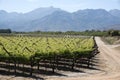 Vines and mountains in South African Bergrivier region Royalty Free Stock Photo