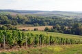 Vines near Auxerre Burgundy France