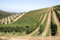 Vines in neat lines. Stellenbosch South Africa