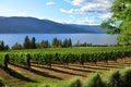 Vines of the Okanagan Valley