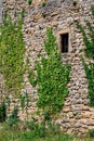 Vines on old castle wall Royalty Free Stock Photo