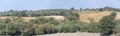 vines and olive trees cultivation in green hilly countryside, near Scansano, Italy Royalty Free Stock Photo