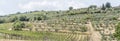 Vines, olive trees and cypressus on slopes near Greve in Chianti, Italy