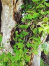 Vines with pink buds climbing up a dead decaying tree Royalty Free Stock Photo