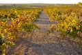 Vines plantation rows under october sunset light at Tierra de Ba Royalty Free Stock Photo