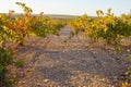 Vines plantation rows under october sunset light at Tierra de Ba Royalty Free Stock Photo