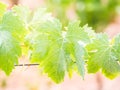 Vines after rain in a vineyard in Alentejo wine region, Portugal