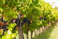 Vines with ripe berries