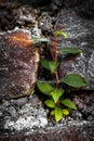 Vines on the rovk photography