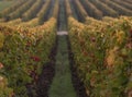 THE VINES OF SAINT EMILION WITH THE COLORS OF AUTUMN AND A SOFT LIGHT