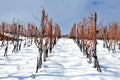 Vines in the snow Royalty Free Stock Photo