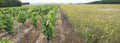 vines and summer flowers in french countryside of burgundy