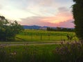 New Zealand Sunset on a vineyard Royalty Free Stock Photo