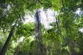 Vines in tropical jungle forest, Barbados Royalty Free Stock Photo