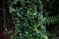 Vines in Tropical Secondary Forest