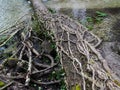 Vines reclaiming a fallen tree Royalty Free Stock Photo