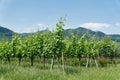 Vines in the village Duernstein in the landscape Wachau in Austria Royalty Free Stock Photo