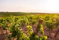 Vines in a vineyard in Alentejo region, Portugal, at sunset Royalty Free Stock Photo