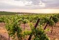 Vines in a vineyard in Alentejo region, Portugal, at sunset