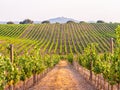 Vines in a vineyard in Alentejo region, Portugal, at sunset Royalty Free Stock Photo