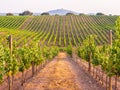 Vines in a vineyard in Alentejo region, Portugal, at sunset