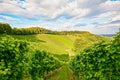 Vines in a vineyard in autumn - Wine grapes before harvest