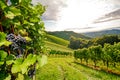 Vines in a vineyard in autumn - Wine grapes before harvest Royalty Free Stock Photo