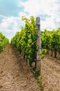 Vines in a vineyard in autumn. Wine grapes before harvest. Italian Wines Royalty Free Stock Photo