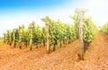 Vines in a vineyard in autumn. Wine grapes before harvest. Italian Wines Royalty Free Stock Photo