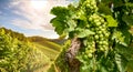 Vines in a vineyard near a winery in the evening sun, White wine grapes before harvest