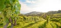 Vines in a vineyard with white wine grapes in summer, hilly agricultural landscape near winery at wine road, Styria Austria