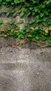 Ficus Pumila plant vines on the wall for background. Royalty Free Stock Photo