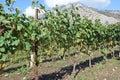 Vines in winemaking in mountain region Royalty Free Stock Photo