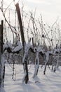 Wine culture in winter