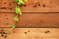 Vines on wooden walls falling from left top side. Nature wood and plant background. Royalty Free Stock Photo