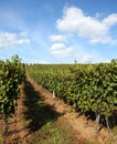 Vineyard